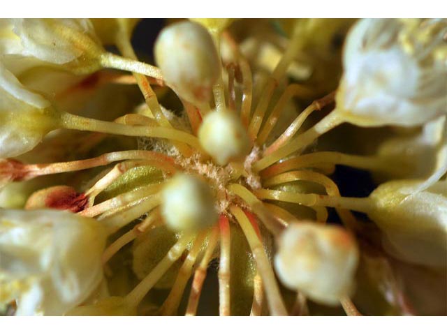 Eriogonum heracleoides (Parsnip-flower buckwheat) #52380