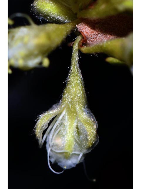 Eriogonum jamesii var. jamesii (James' buckwheat) #52589