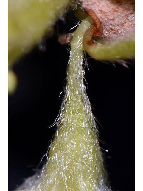 Eriogonum jamesii var. jamesii (James' buckwheat) #52590