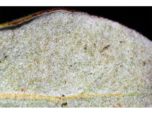 Eriogonum jamesii var. jamesii (James' buckwheat) #52596