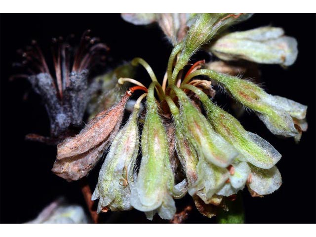 Eriogonum jamesii var. jamesii (James' buckwheat) #52602