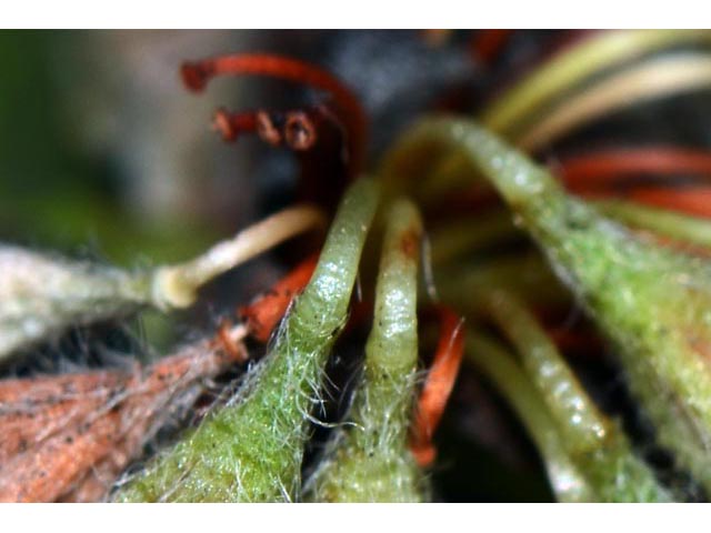 Eriogonum jamesii var. jamesii (James' buckwheat) #52604