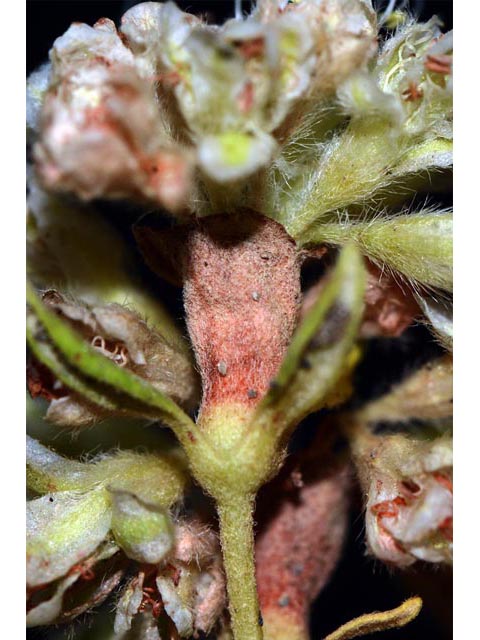 Eriogonum jamesii var. jamesii (James' buckwheat) #52619