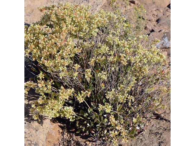 Eriogonum jamesii (James' buckwheat) #52621