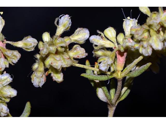 Eriogonum jamesii (James' buckwheat) #52624