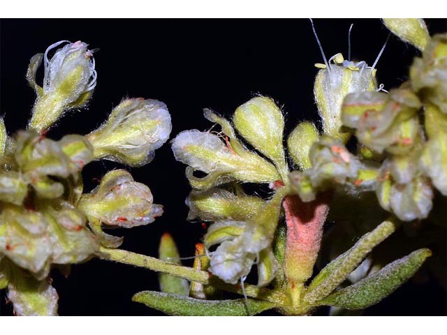 Eriogonum jamesii (James' buckwheat) #52625