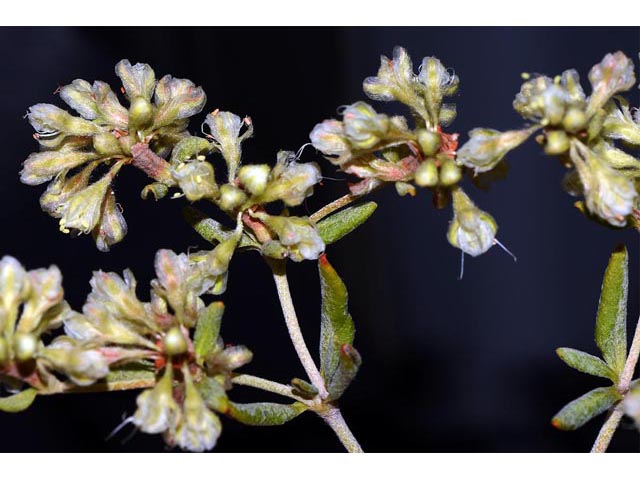 Eriogonum jamesii (James' buckwheat) #52626