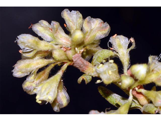 Eriogonum jamesii (James' buckwheat) #52627