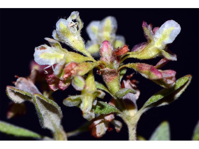 Eriogonum jamesii (James' buckwheat) #52629