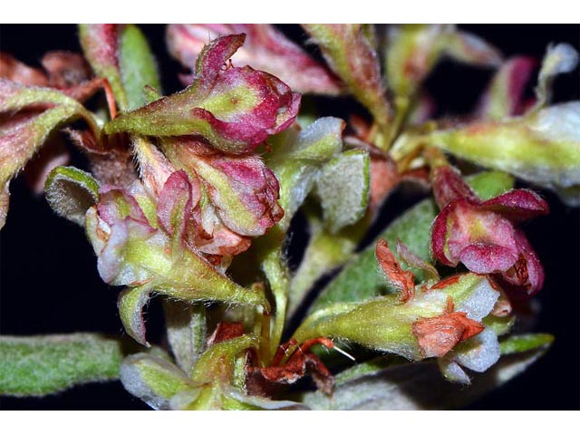 Eriogonum jamesii (James' buckwheat) #52633