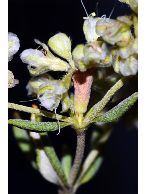 Eriogonum jamesii (James' buckwheat) #52634