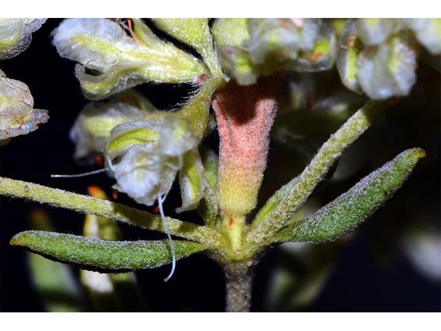 Eriogonum jamesii (James' buckwheat) #52635