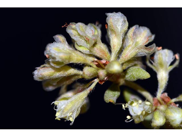 Eriogonum jamesii (James' buckwheat) #52636