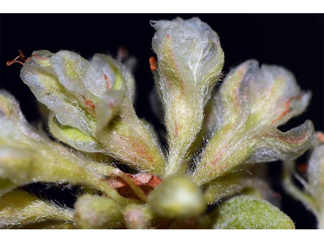 Eriogonum jamesii (James' buckwheat) #52637