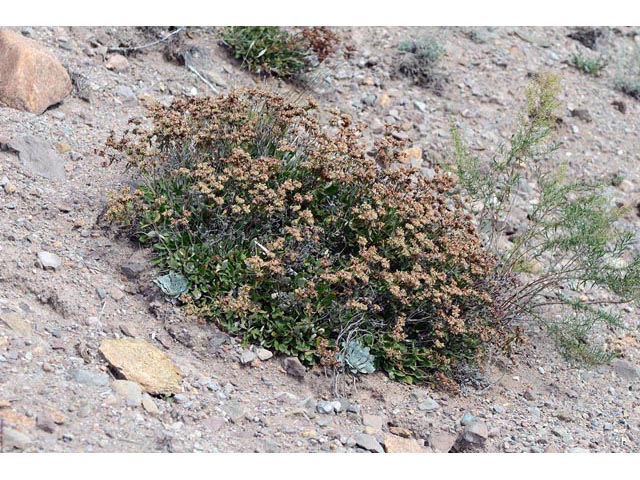 Eriogonum jamesii (James' buckwheat) #52646