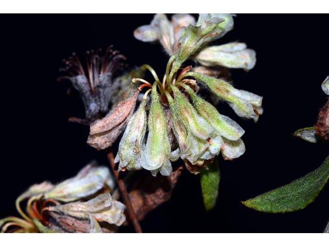 Eriogonum jamesii (James' buckwheat) #52650