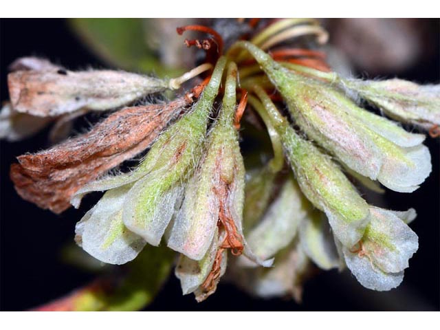 Eriogonum jamesii (James' buckwheat) #52652
