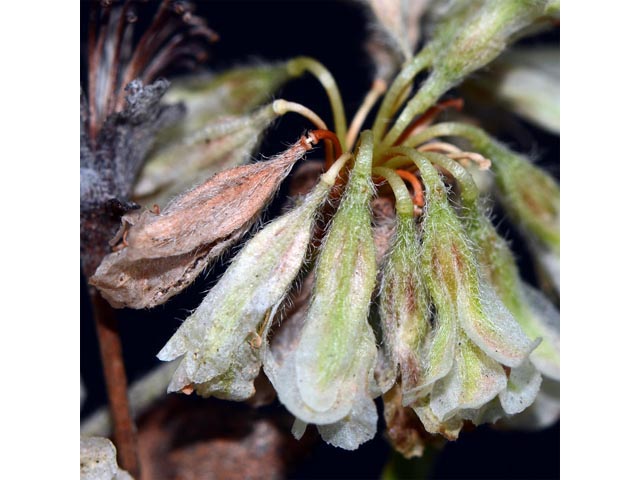 Eriogonum jamesii (James' buckwheat) #52654
