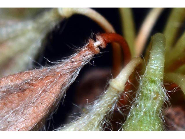 Eriogonum jamesii (James' buckwheat) #52655