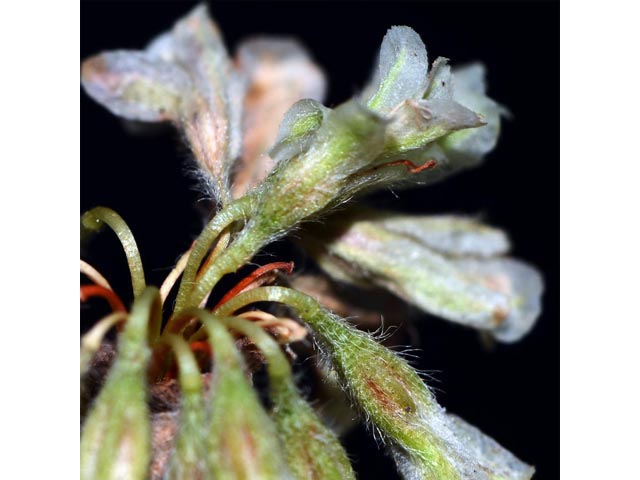 Eriogonum jamesii (James' buckwheat) #52656