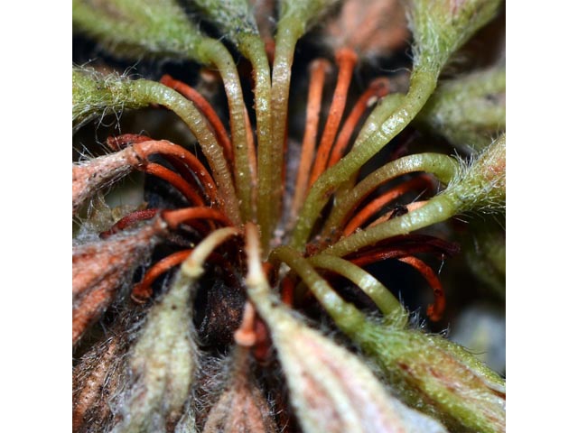 Eriogonum jamesii (James' buckwheat) #52658