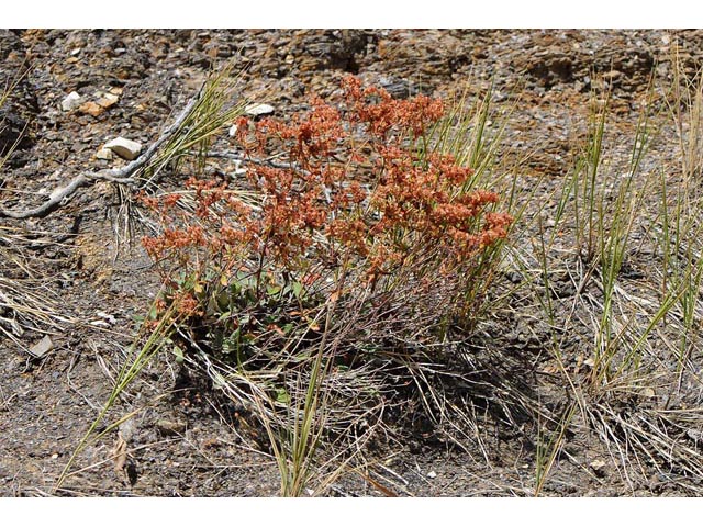 Eriogonum jamesii (James' buckwheat) #52661