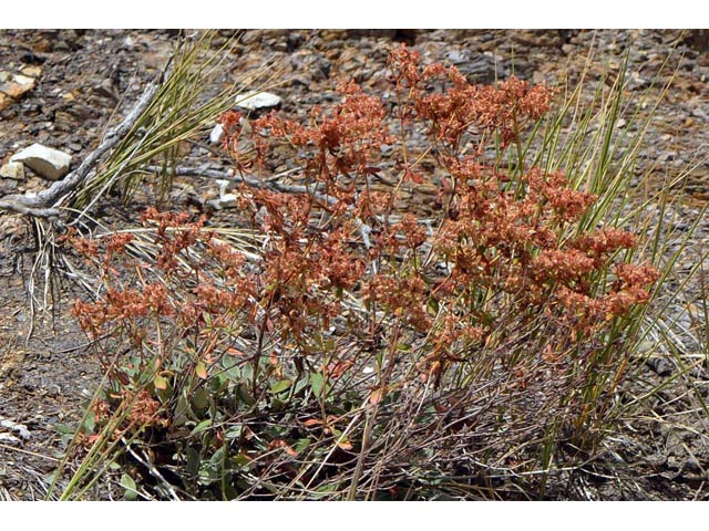 Eriogonum jamesii (James' buckwheat) #52662
