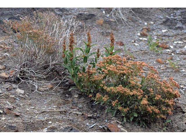 Eriogonum jamesii (James' buckwheat) #52663