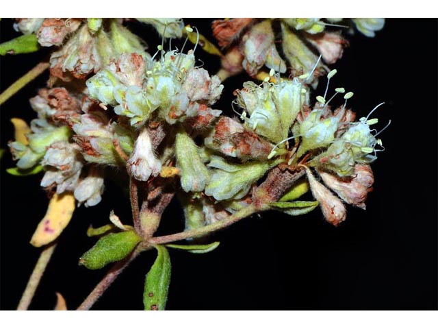 Eriogonum jamesii (James' buckwheat) #52665