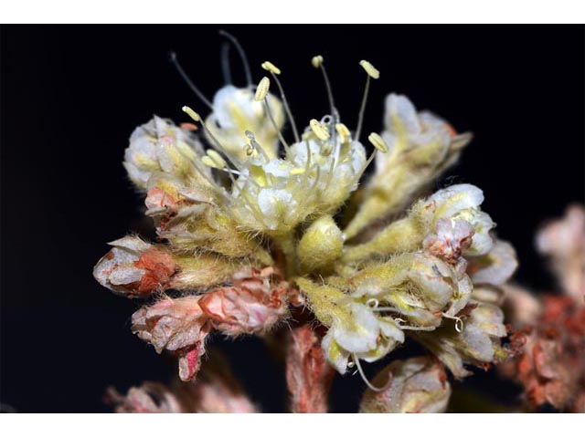 Eriogonum jamesii (James' buckwheat) #52666