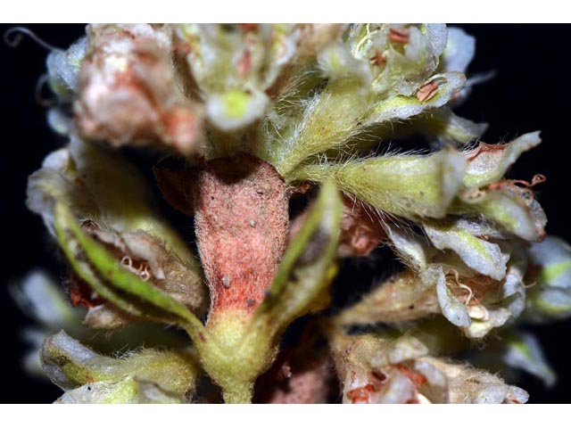 Eriogonum jamesii (James' buckwheat) #52669