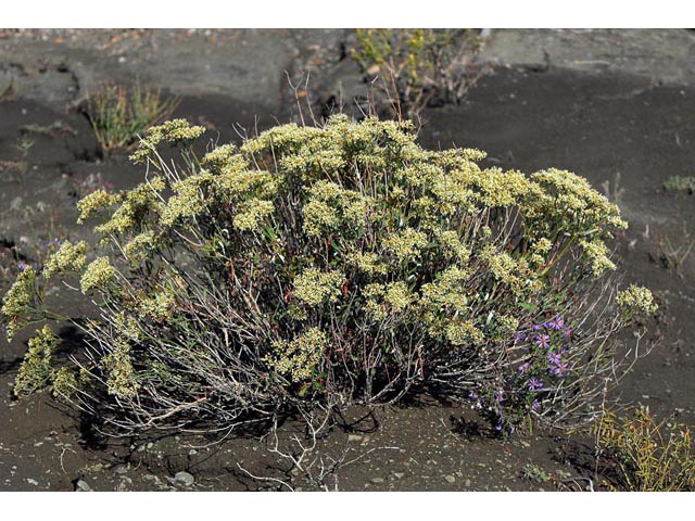 Eriogonum lancifolium (Lanceleaf buckwheat) #52696
