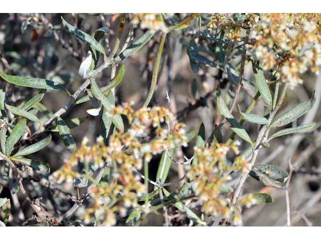 Eriogonum lancifolium (Lanceleaf buckwheat) #52698
