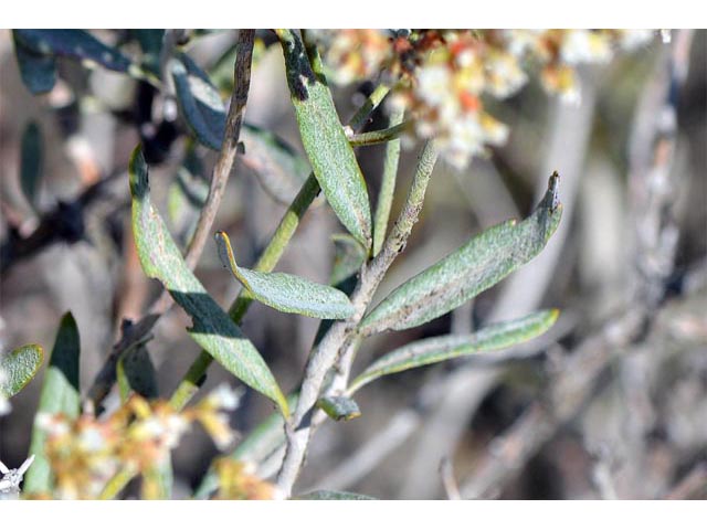 Eriogonum lancifolium (Lanceleaf buckwheat) #52699