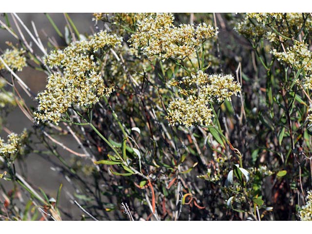 Eriogonum lancifolium (Lanceleaf buckwheat) #52701