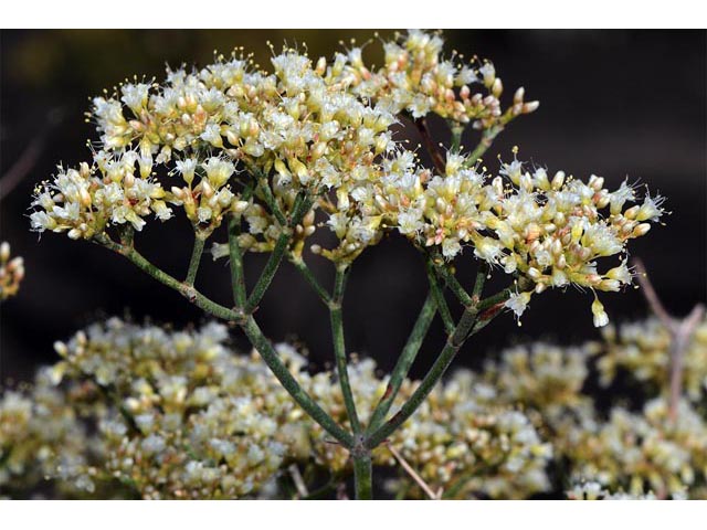 Eriogonum lancifolium (Lanceleaf buckwheat) #52703