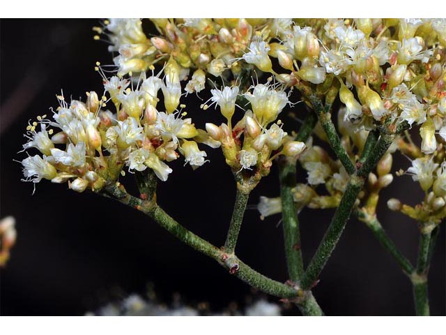 Eriogonum lancifolium (Lanceleaf buckwheat) #52704