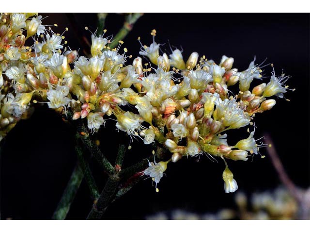 Eriogonum lancifolium (Lanceleaf buckwheat) #52705
