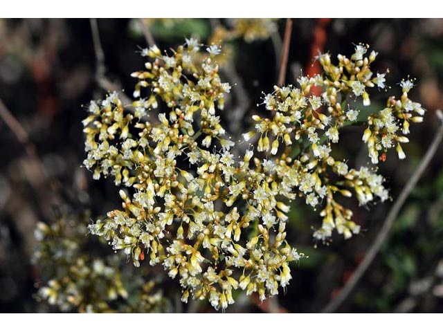 Eriogonum lancifolium (Lanceleaf buckwheat) #52706