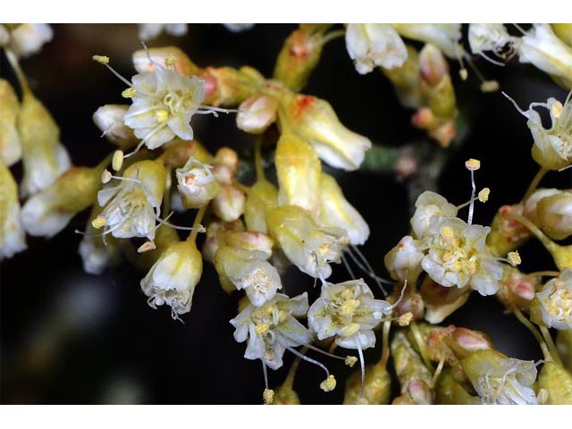 Eriogonum lancifolium (Lanceleaf buckwheat) #52708