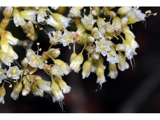 Eriogonum lancifolium (Lanceleaf buckwheat) #52709