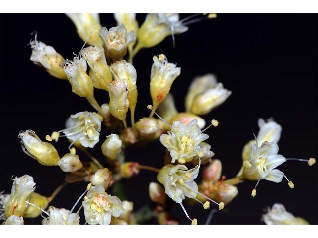 Eriogonum lancifolium (Lanceleaf buckwheat) #52710