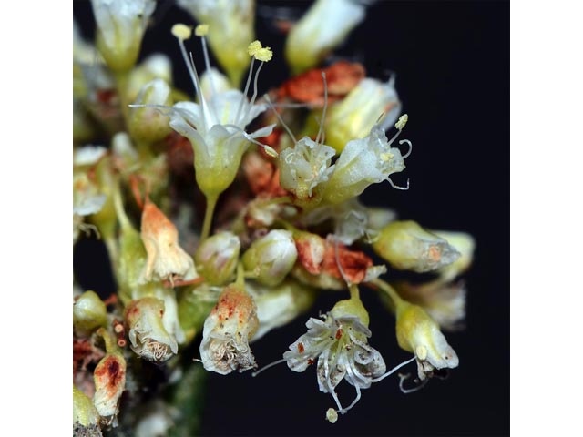 Eriogonum lancifolium (Lanceleaf buckwheat) #52712