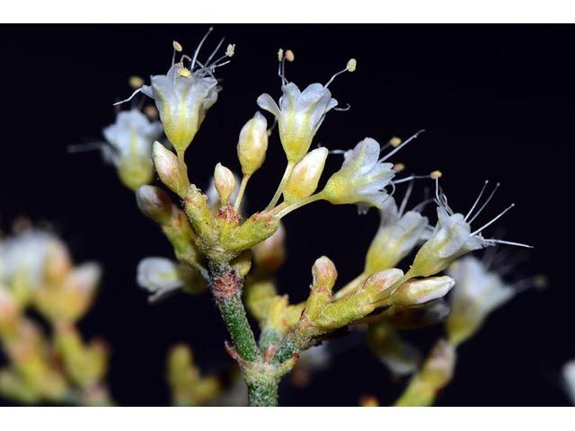 Eriogonum lancifolium (Lanceleaf buckwheat) #52714