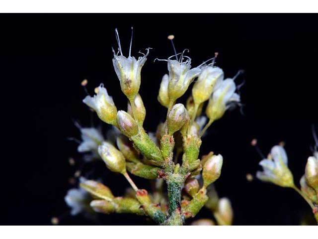 Eriogonum lancifolium (Lanceleaf buckwheat) #52716