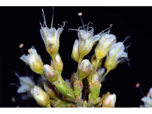 Eriogonum lancifolium (Lanceleaf buckwheat) #52717