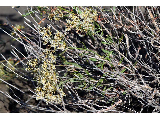 Eriogonum lancifolium (Lanceleaf buckwheat) #52718