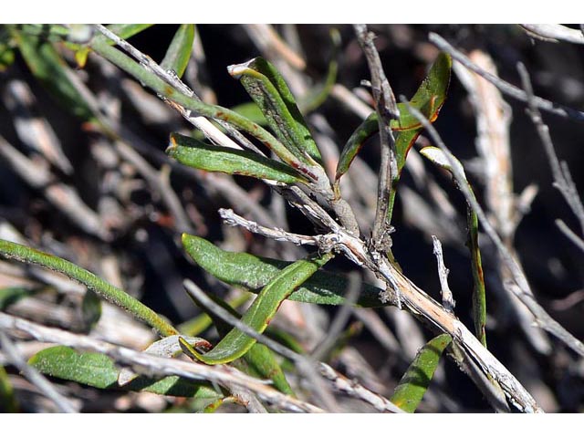 Eriogonum lancifolium (Lanceleaf buckwheat) #52720