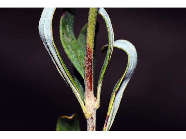 Eriogonum lancifolium (Lanceleaf buckwheat) #52721