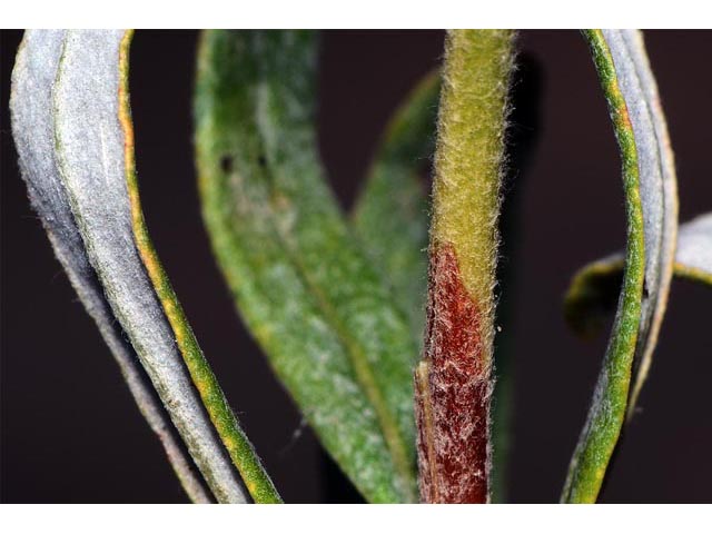 Eriogonum lancifolium (Lanceleaf buckwheat) #52722